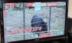 【画像】日本の熊、人類より先にニュータイプに進化していた…